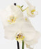 Plant in a Box - Phalaenopsis - Orchidee Wit - Bloeiende kamerplant - Katvriendelijk - Pot 12cm - Hoogte 50-60cm