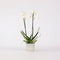 Plant in a Box - Phalaenopsis - Orchidee Wit - Bloeiende kamerplant - Katvriendelijk - Pot 12cm - Hoogte 50-60cm