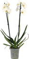 Plant in a Box - Phalaenopsis - Orchidee Wit - Bloeiende kamerplant - Katvriendelijk - Pot 12cm - Hoogte 50-60cm