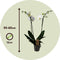 Plant in a Box - Phalaenopsis - Orchidee Wit - Bloeiende kamerplant - Katvriendelijk - Pot 12cm - Hoogte 50-60cm