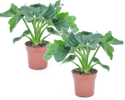 Plant in a Box - Philodendron bipinnatifidum 'Atom - Set van 2 - Pot 12cm - Hoogte 30-40cm - Kamerplanten