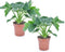 Plant in a Box - Philodendron bipinnatifidum 'Atom - Set van 2 - Pot 12cm - Hoogte 30-40cm - Kamerplanten