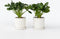 Plant in a Box - Philodendron bipinnatifidum 'Atom - Set van 2 - Pot 12cm - Hoogte 30-40cm - Kamerplanten