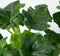 Plant in a Box - Philodendron bipinnatifidum 'Atom - Set van 2 - Pot 12cm - Hoogte 30-40cm - Kamerplanten
