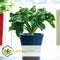 Plant in a Box - Philodendron bipinnatifidum 'Atom - Set van 2 - Pot 12cm - Hoogte 30-40cm - Kamerplanten