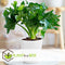 Plant in a Box - Philodendron bipinnatifidum 'Atom - Set van 2 - Pot 12cm - Hoogte 30-40cm - Kamerplanten