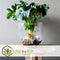 Plant in a Box - Philodendron bipinnatifidum 'Atom - Set van 2 - Pot 12cm - Hoogte 30-40cm - Kamerplanten