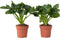 Plant in a Box - Philodendron bipinnatifidum 'Atom - Set van 2 - Pot 12cm - Hoogte 30-40cm - Kamerplanten