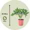 Plant in a Box - Philodendron bipinnatifidum 'Atom - Set van 2 - Pot 12cm - Hoogte 30-40cm - Kamerplanten