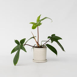Plant in a Box - Philodendron Florida Green - Luchtzuiverende kamerplant - Pot 12cm - Hoogte 20-30cm