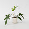 Plant in a Box - Philodendron Florida Green - Luchtzuiverende kamerplant - Pot 12cm - Hoogte 20-30cm