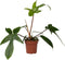 Plant in a Box - Philodendron Florida Green - Luchtzuiverende kamerplant - Pot 12cm - Hoogte 20-30cm