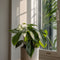 Plant in a Box - Philodendron Florida Green - Luchtzuiverende kamerplant - Pot 12cm - Hoogte 20-30cm