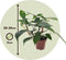 Plant in a Box - Philodendron Florida Green - Luchtzuiverende kamerplant - Pot 12cm - Hoogte 20-30cm