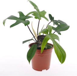 Plant in a Box - Philodendron 'Florida Green' - Pot 17cm - Hoogte 40-50cm