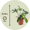 Plant in a Box - Philodendron 'Florida Green' - Pot 17cm - Hoogte 40-50cm