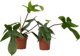 Plant in a Box - Philodendron Florida Green - Set van 2 - Luchtzuiverende kamerplant - Pot 12cm - Hoogte 20-30cm