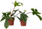 Plant in a Box - Philodendron Florida Green - Set van 2 - Luchtzuiverende kamerplant - Pot 12cm - Hoogte 20-30cm