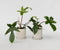 Plant in a Box - Philodendron Florida Green - Set van 2 - Luchtzuiverende kamerplant - Pot 12cm - Hoogte 20-30cm