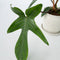 Plant in a Box - Philodendron Florida Green - Set van 2 - Luchtzuiverende kamerplant - Pot 12cm - Hoogte 20-30cm