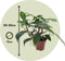Plant in a Box - Philodendron Florida Green - Set van 2 - Luchtzuiverende kamerplant - Pot 12cm - Hoogte 20-30cm