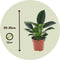 Plant in a Box - Philodendron Green Princess - Sterke kamerplant - Groene glanzende bladeren - Pot 12cm - Hoogte 20-30cm