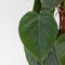 Plant in a Box - Philodendron scandens - XXL Groene kamerplant op mossstok - Perfect voor in de woonkamer! - Pot 27cm - Hoogte 150-160cm
