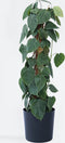 Plant in a Box - Philodendron scandens - XXL Groene kamerplant op mossstok - Perfect voor in de woonkamer! - Pot 27cm - Hoogte 150-160cm