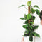 Plant in a Box - Philodendron scandens - XXL Groene kamerplant op mossstok - Perfect voor in de woonkamer! - Pot 27cm - Hoogte 150-160cm