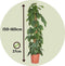 Plant in a Box - Philodendron scandens - XXL Groene kamerplant op mossstok - Perfect voor in de woonkamer! - Pot 27cm - Hoogte 150-160cm