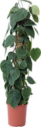 Plant in a Box - Philodendron scandens - XXL Groene kamerplant op mossstok - Perfect voor in de woonkamer! - Pot 27cm - Hoogte 150-160cm
