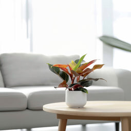Plant in a Box - Philodendron Sunlight - Set van 2 - Tropische kamerplant - Mooie rode bladeren - Pot 12cm - Hoogte 20-30cm