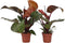 Plant in a Box - Philodendron Sunlight - Set van 2 - Tropische kamerplant - Mooie rode bladeren - Pot 12cm - Hoogte 20-30cm