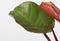 Plant in a Box - Philodendron Sunlight - Set van 2 - Tropische kamerplant - Mooie rode bladeren - Pot 12cm - Hoogte 20-30cm