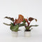 Plant in a Box - Philodendron Sunlight - Set van 2 - Tropische kamerplant - Mooie rode bladeren - Pot 12cm - Hoogte 20-30cm