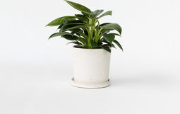 Plant in a Box - Philodendron 'White Wave' - Kamerplant - Pot 12cm - Hoogte 20-30cm
