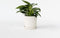 Plant in a Box - Philodendron 'White Wave' - Kamerplant - Pot 12cm - Hoogte 20-30cm