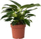 Plant in a Box - Philodendron 'White Wave' - Kamerplant - Pot 12cm - Hoogte 20-30cm