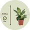 Plant in a Box - Philodendron 'White Wave' - Kamerplant - Pot 12cm - Hoogte 20-30cm