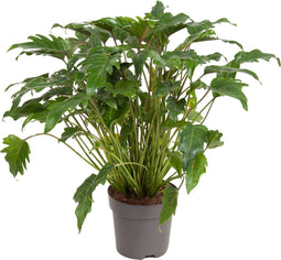 Plant in a Box - Philodendron Xanadu - Sierlijke groene kamerplant - Gemakkelijk te verzorgen - Pot 21cm - Hoogte 50-60cm