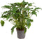 Plant in a Box - Philodendron Xanadu - Sierlijke groene kamerplant - Gemakkelijk te verzorgen - Pot 21cm - Hoogte 50-60cm
