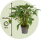 Plant in a Box - Philodendron Xanadu - Sierlijke groene kamerplant - Gemakkelijk te verzorgen - Pot 21cm - Hoogte 50-60cm