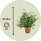 Plant in a Box - Phlebodium Aureum 'Blue Star' - Set van 2 - Gemakkelijk te verzorgen Blauwvaren - Pot 17cm - Hoogte 40-50cm