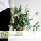 Plant in a Box - Phlebodium Aureum 'Blue Star' - Set van 2 - Gemakkelijk te verzorgen Blauwvaren - Pot 17cm - Hoogte 40-50cm