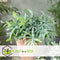 Plant in a Box - Phlebodium Aureum 'Blue Star' - Set van 2 - Gemakkelijk te verzorgen Blauwvaren - Pot 17cm - Hoogte 40-50cm