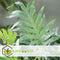 Plant in a Box - Phlebodium Aureum 'Blue Star' - Set van 2 - Gemakkelijk te verzorgen Blauwvaren - Pot 17cm - Hoogte 40-50cm
