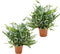 Plant in a Box - Phlebodium Aureum 'Blue Star' - Set van 2 - Gemakkelijk te verzorgen Blauwvaren - Pot 17cm - Hoogte 40-50cm