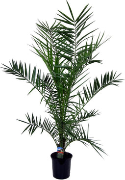Plant in a Box - Phoenix Canariensis - Canarische dadelpalm - Pot 19cm - Hoogte 80-100cm