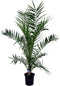 Plant in a Box - Phoenix Canariensis - Canarische dadelpalm - Pot 19cm - Hoogte 80-100cm