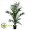 Plant in a Box - Phoenix Canariensis - Canarische dadelpalm - Pot 19cm - Hoogte 80-100cm